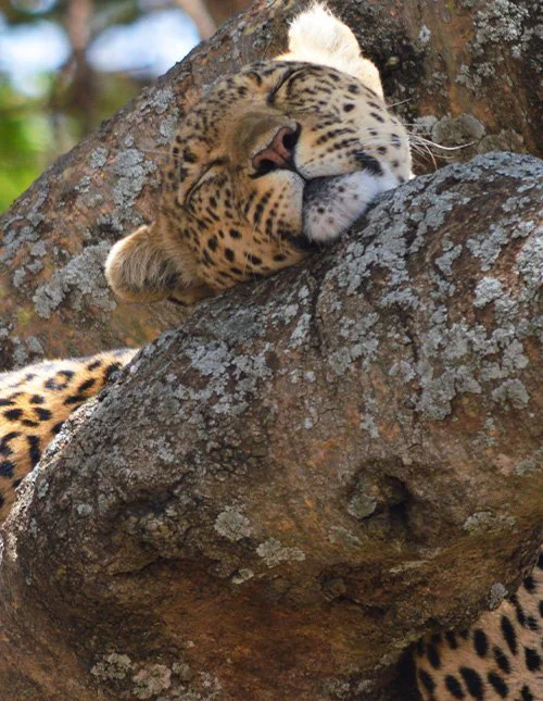 En leopard tar en lur i et tre