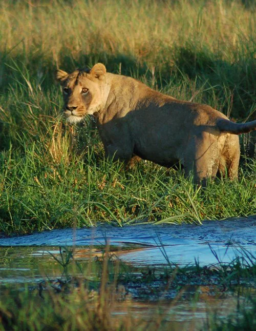 Løve i det høye gresset i Okavango-deltaets busklandskap