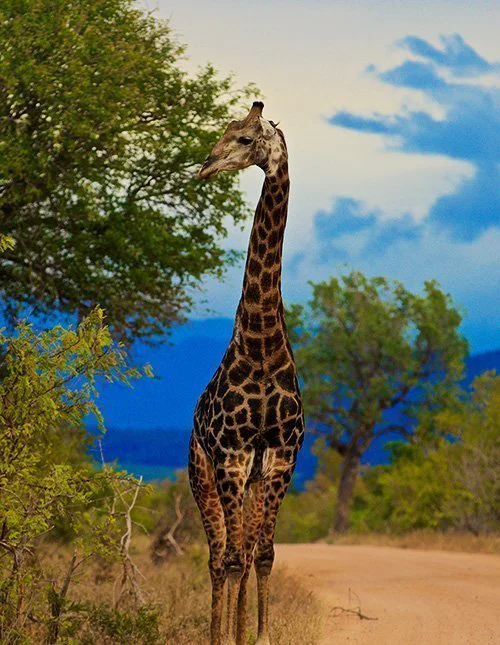 En giraff står på en grusvei i Kruger nasjonalpark i Sør-Afrika, omgitt av grønn natur og blå himmel.