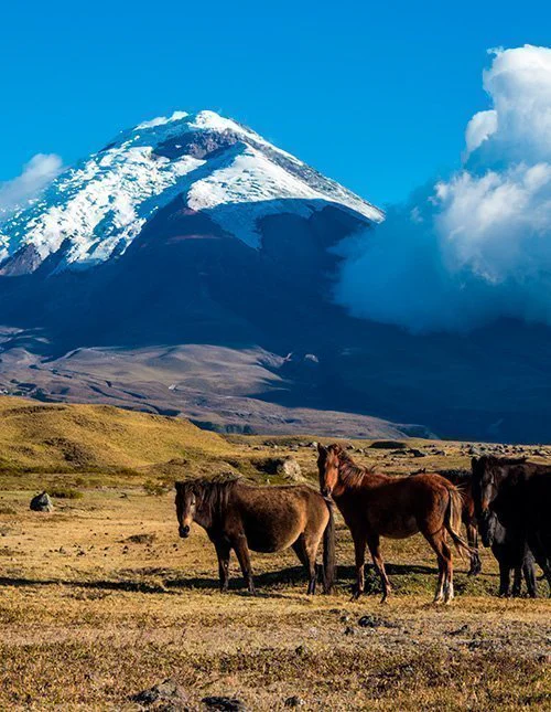 En flokk villhester på sletten foran vulkanen Cotopaxi i Ecuador
