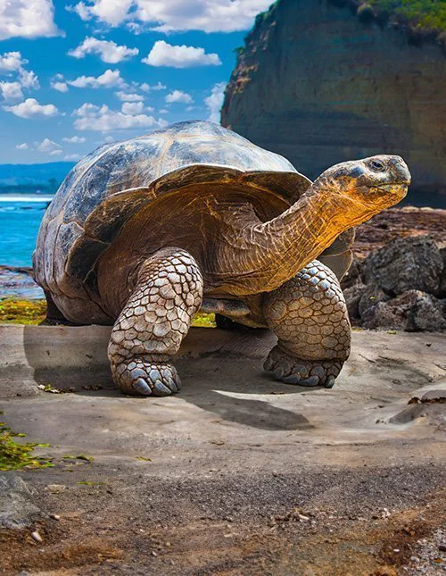 Galapagosskilpadde på Galapagosøyene