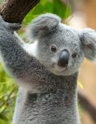 En koala holder rundt en gren