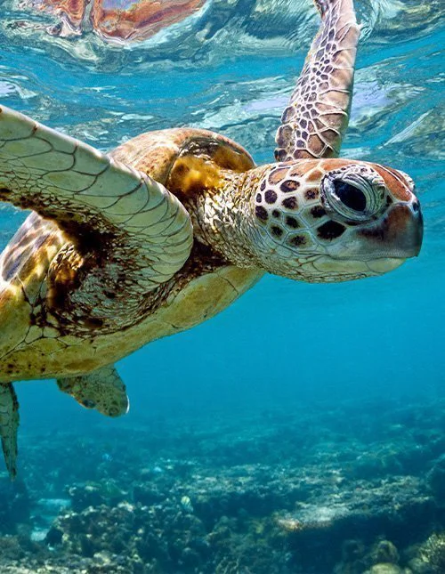 En havskilpadde svømmer i havet