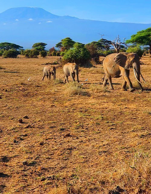En elefantflokk krysser savannen med Kilimanjaro i bakgrunnen.