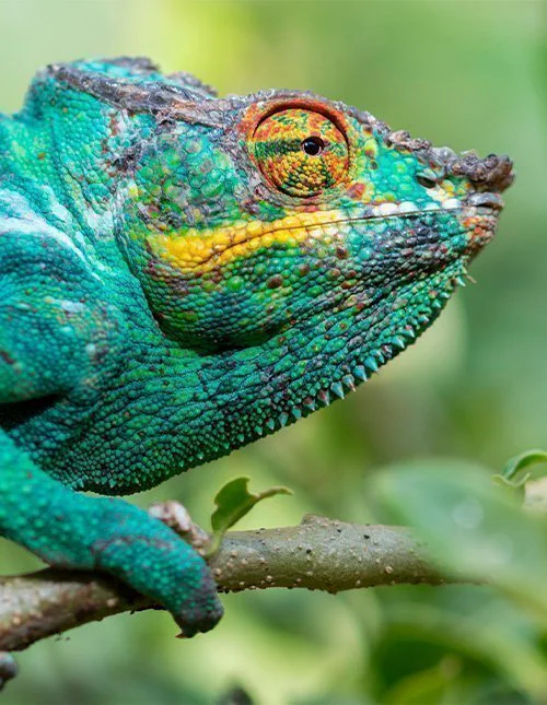 Panterkameleon like ved Andasibe-Mantadia nasjonalpark på Madagaskar