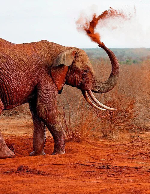 Elefant som tar et støvbad i den røde jorden i Tsavo East, Kenya