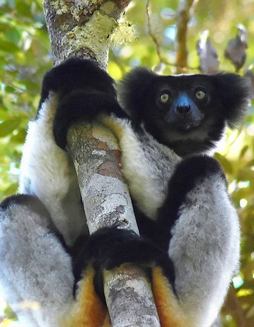 Lemur klamrer seg til et tre på Madagaskar