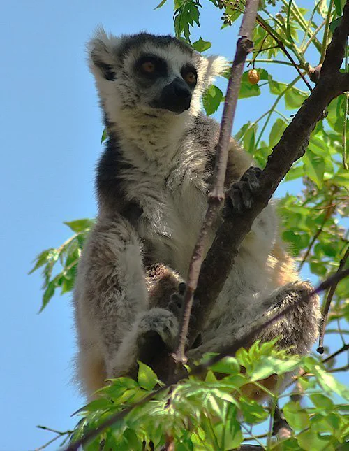 En lemur sitter i et tre