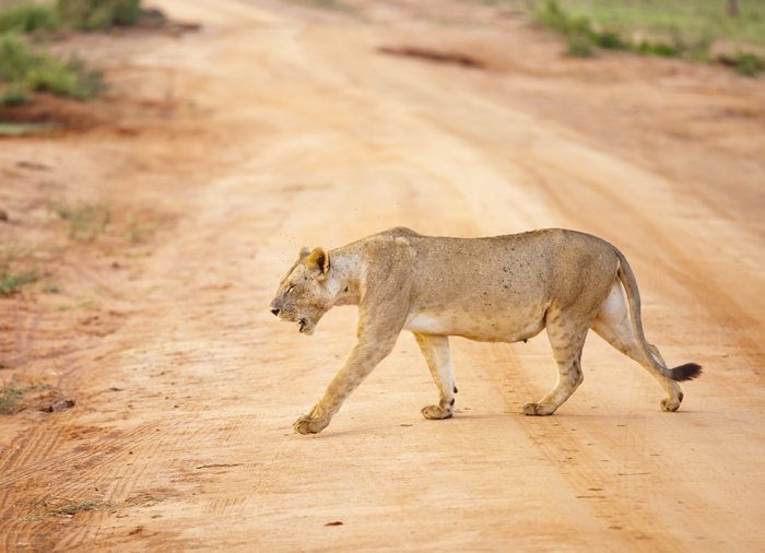 Løve i Tsavo East