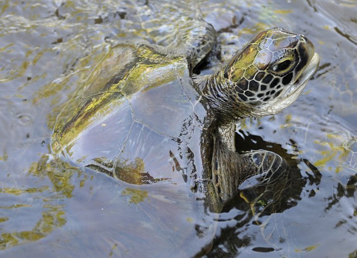 Skilpadde i Jozani Chwaka Bay nasjonalpark