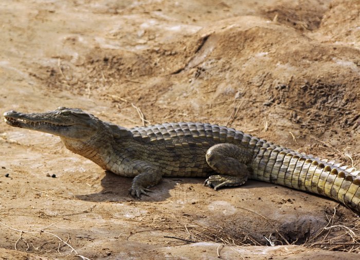 Krokodiller i Tsavo East
