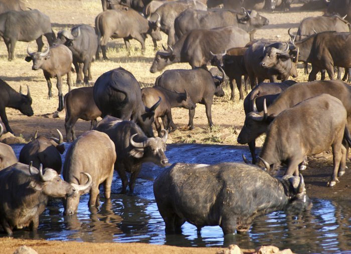 Bøfler i Tsavo East