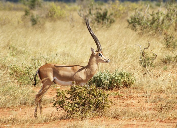 Gaselle i Tsavo East