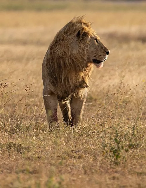 Safari i Tanzania & badeferie på Zanzibar