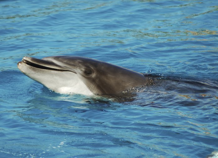 Delfinsafari i Walvis Bay