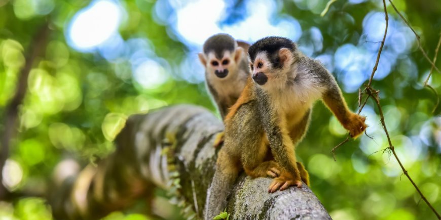 Manuel Antonio nasjonalpark