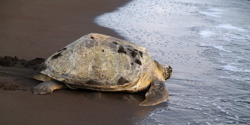 Tortuguero nasjonalpark