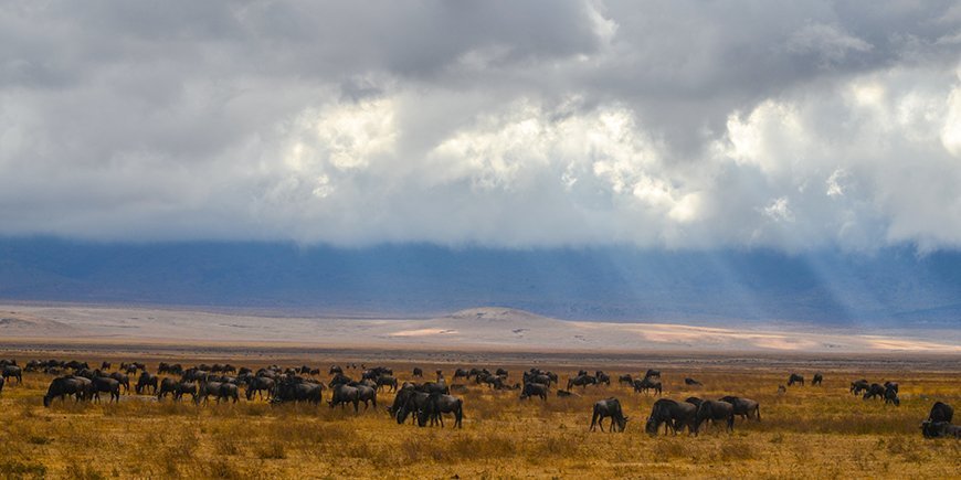 Migrasjon i Ngorongoro