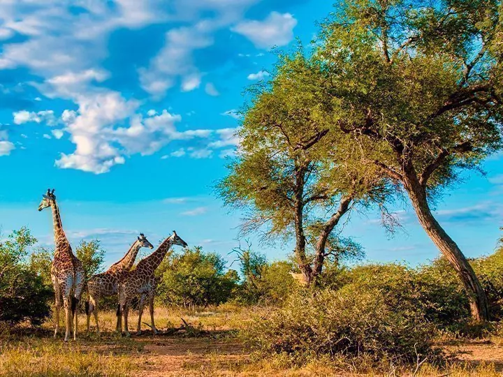 Safari i Sør-Afrika