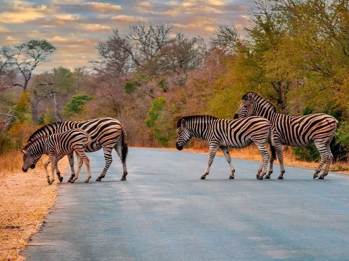 Safari i Sør-Afrika & Victoria Falls