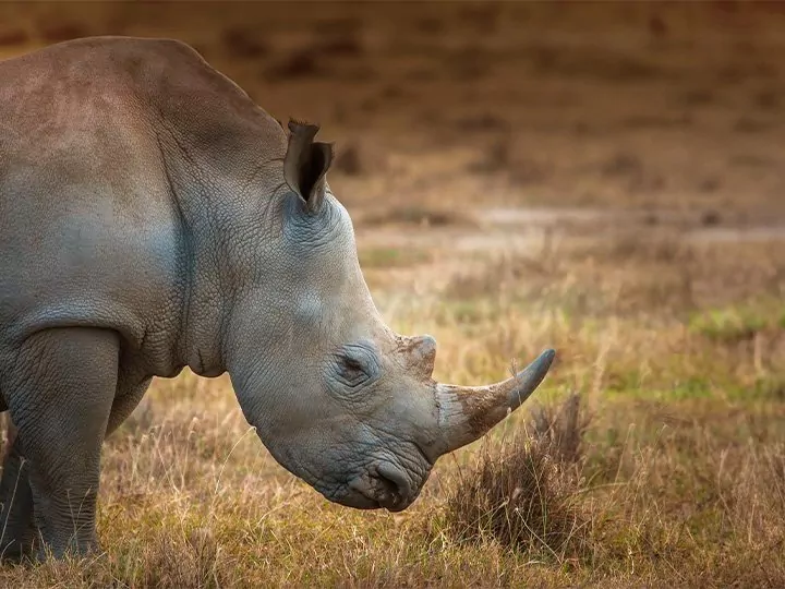 Safari i Kenya: Neshorn & Masai Mara