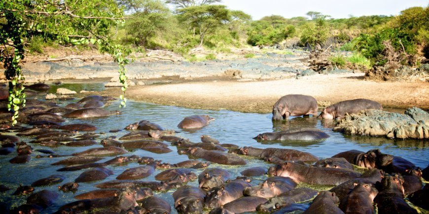 Hippo pool