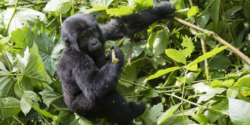 fjellgorilla i Bwindi Impenetrable Forest