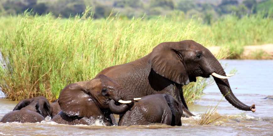 Kruger nasjonalpark