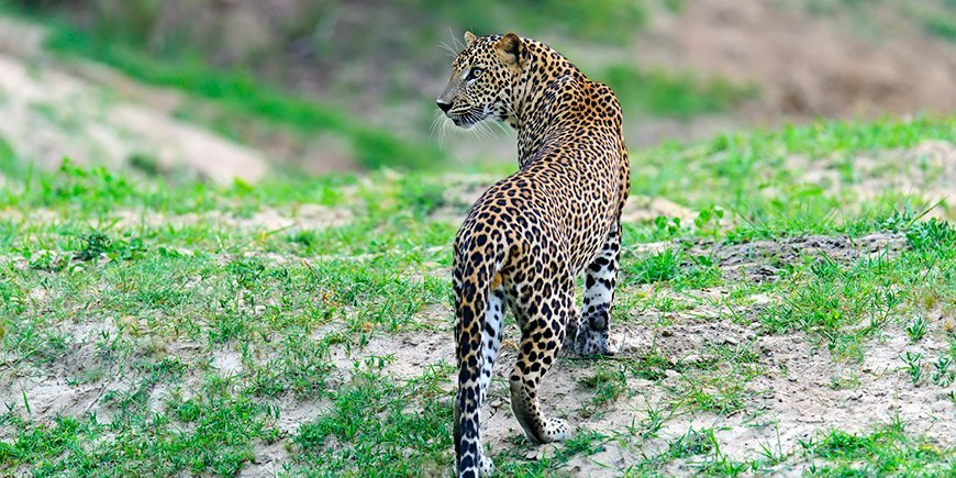 Yala nasjonalpark