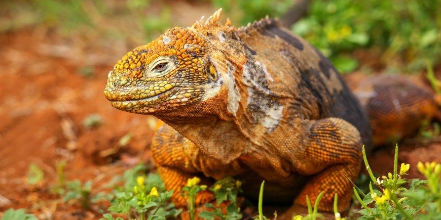 Landiguan Galapagos