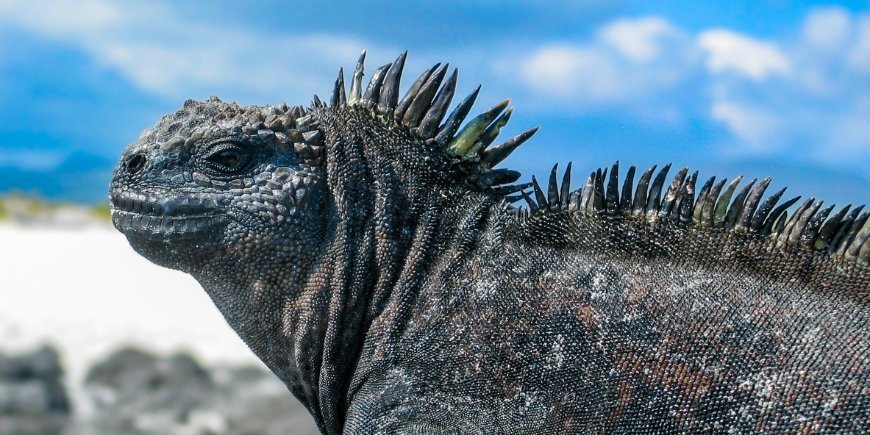 Haviguan Galapagos