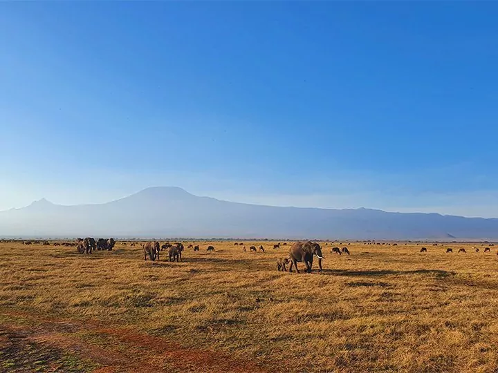 Karibu Kenya-safari