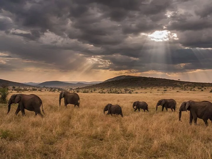 Masai Mara-safari