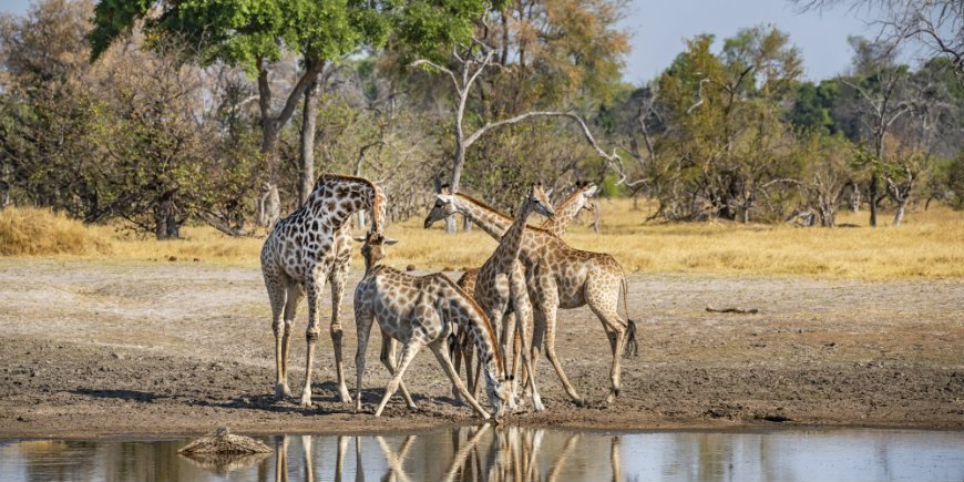 Sjiraffer i vannhull, Botswana