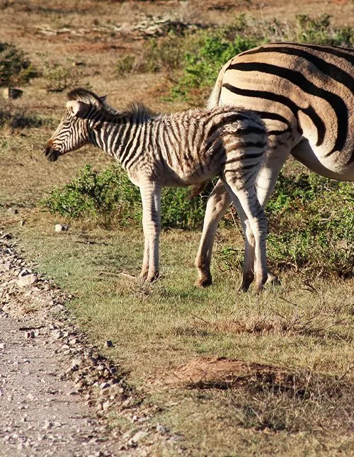 Malariafri safari i Sør-Afrika & Cape Town