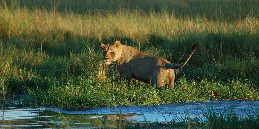 Okavango