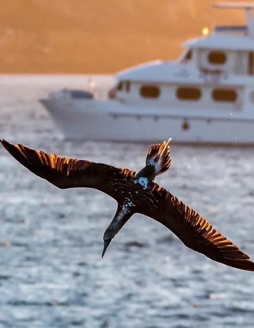 Ecuadors høydepunkter med Galapagos-cruise