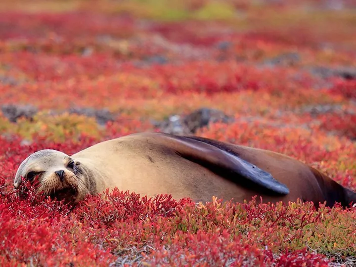 Ecuador med Amazonas & øyhopping på Galapagosøyene