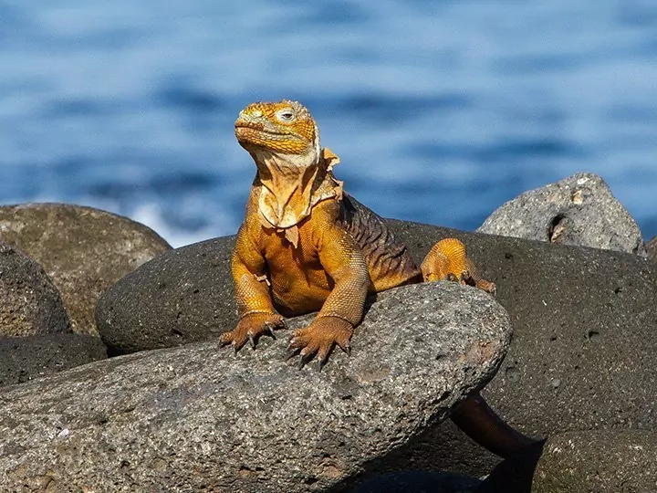 Ecuadors høydepunkter med øyhopping på Galapagosøyene