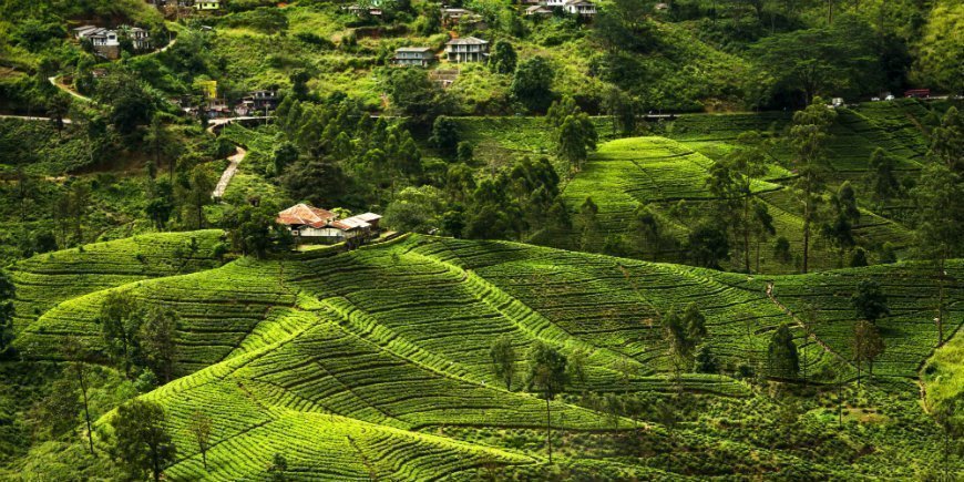 Sentrale høyland på Sri Lanka