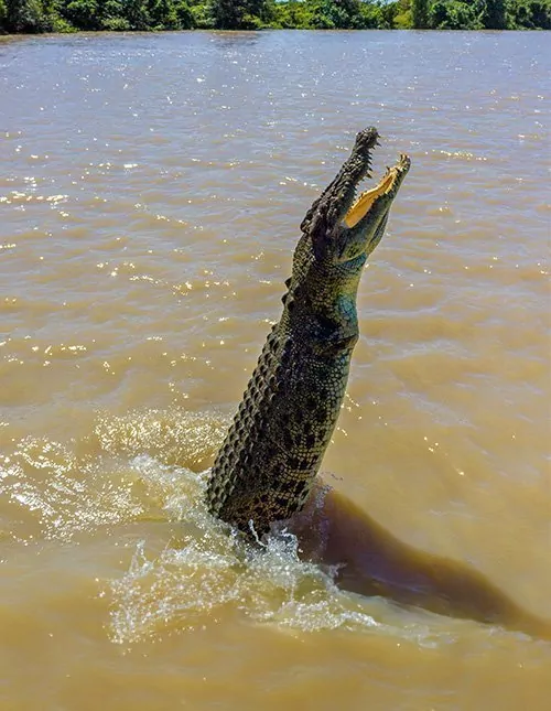 Darwin, Sydney og Cairns