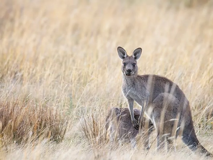 Praktisk info om Australia