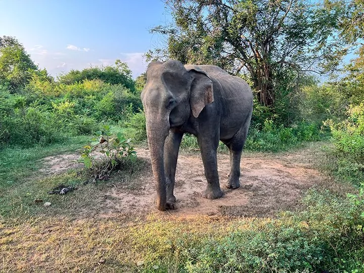 Det beste av Sri Lanka