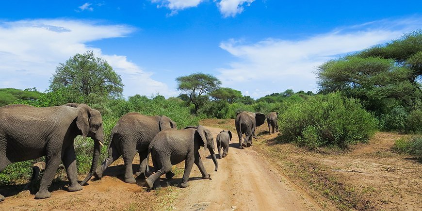 Elefanter på en grusvei i Lake Manyara nasjonalpark