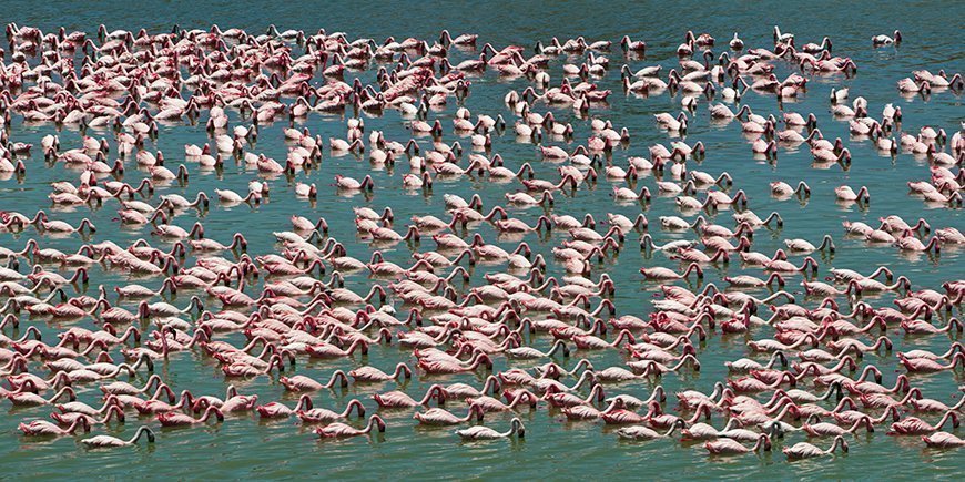 Flamingoer i Lake Manyara