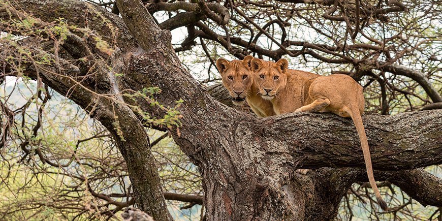 Treklatrende løver i Lake Manyara