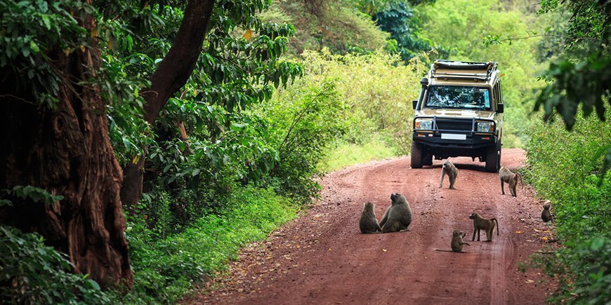 Bavianer på veien i Lake Manyara nasjonalpark