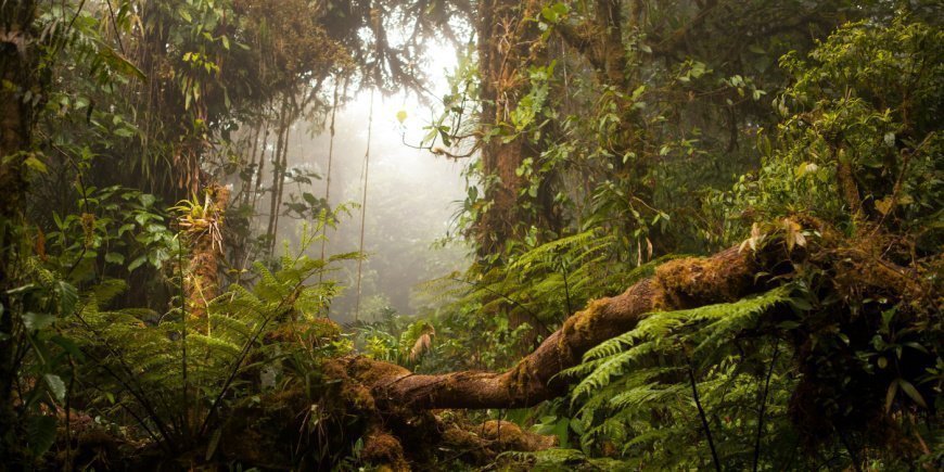 Tåkeregnskogen Monteverde i Costa Rica