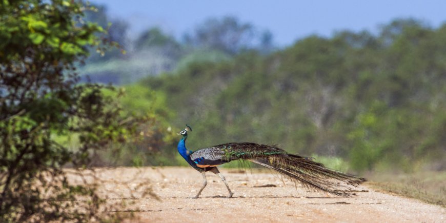 Påfugl i Bundala nasjonalpark i Sri Lanka