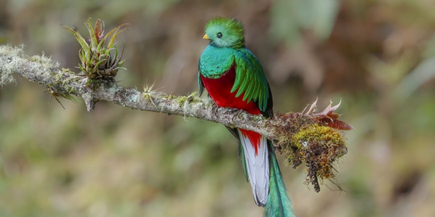 Quetzal-fuglen i Monteverde i Costa Rica